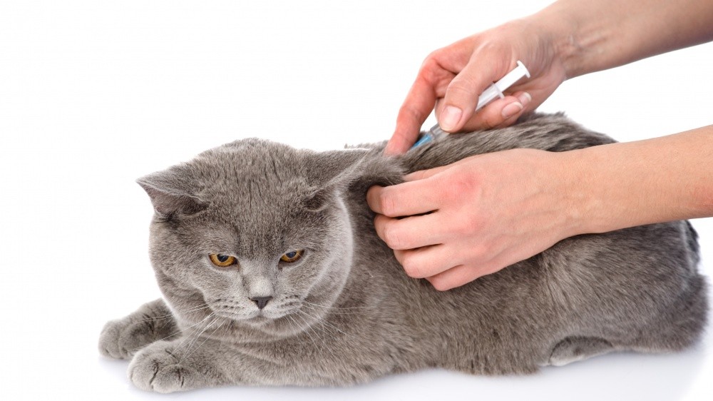 Les propriétaires de chat face à la vaccination