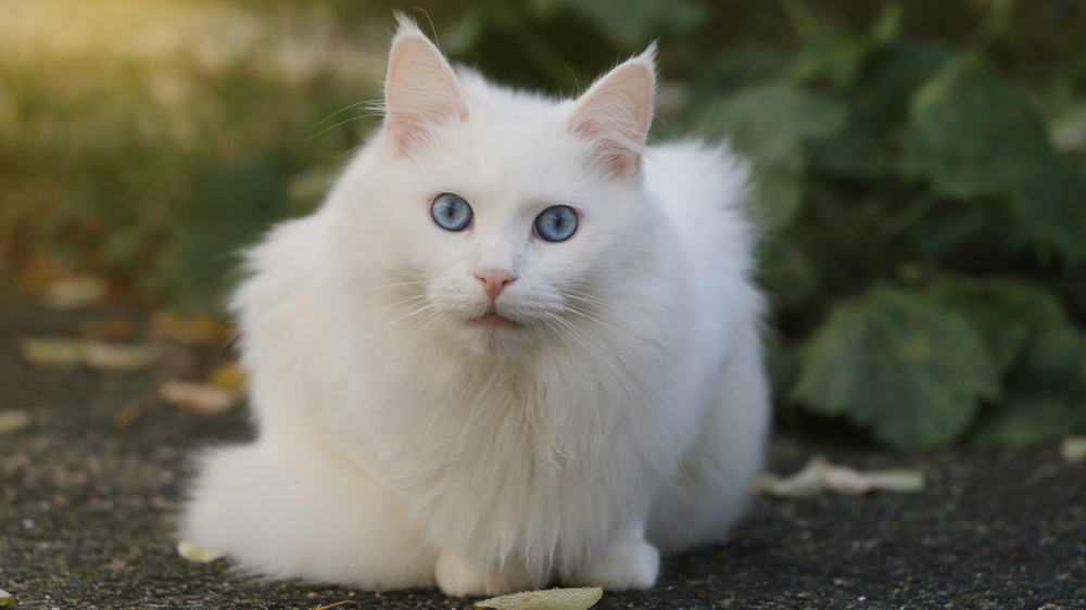 Angora Turc - Standard de race