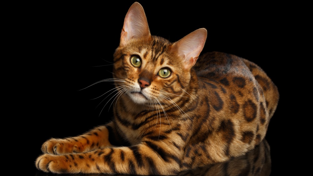 Bengal - Standard de race