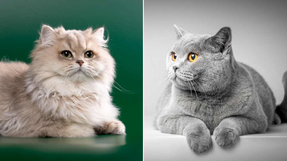 British Shorthair & British Longhair - Standard de race