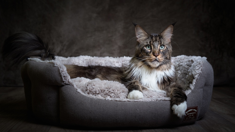 Maine Coon - Standard de race