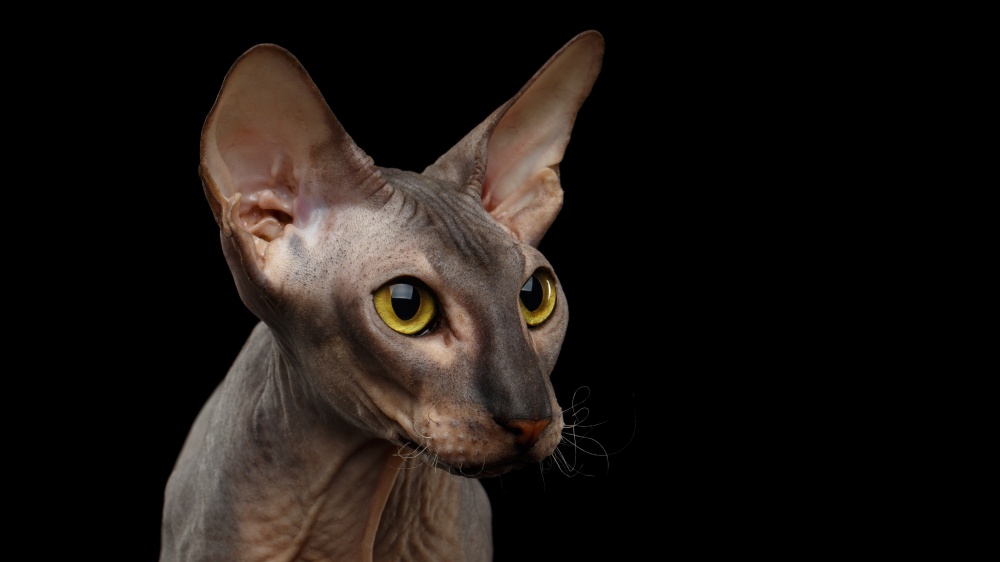 Peterbald - Standard de race