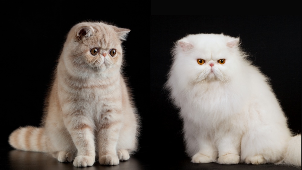 Persan & Exotic Shorthair - Standard de race