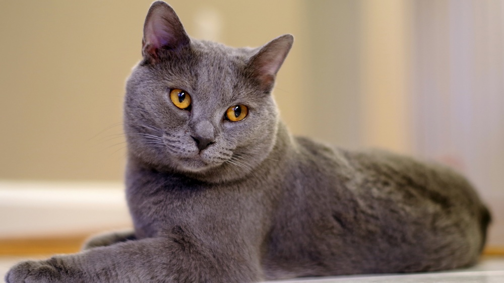 Chartreux - Standard de race