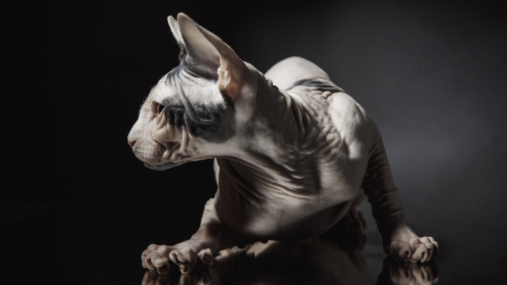 Sphynx - Standard de race