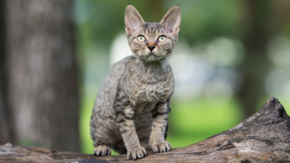 Devon Rex - Standard de race