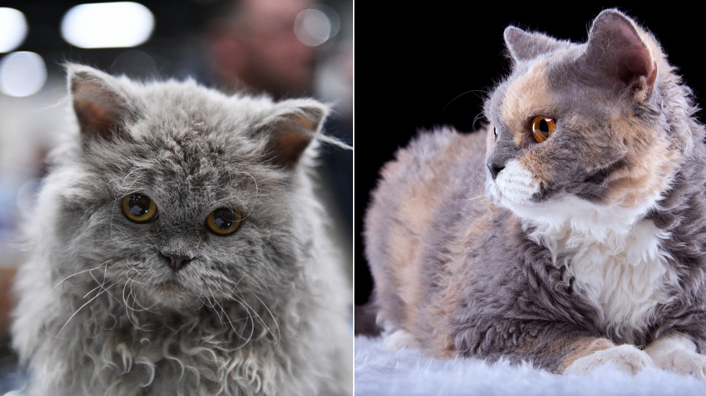 Selkirk Rex poil court & poil long - Standard de race