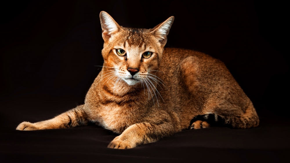 Chausie - Standard de race