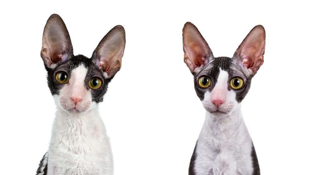 Cornish Rex & Californian Rex - Standard de race