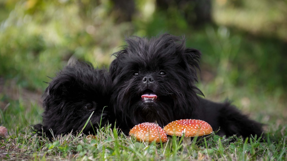 Affenpinscher - Standard de race FCI 186