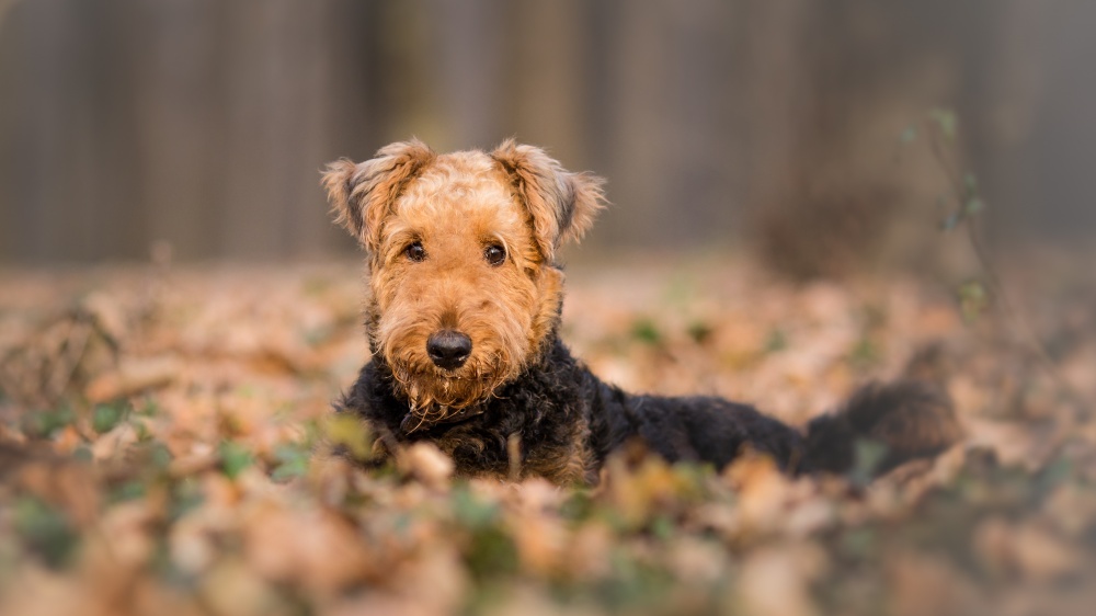 Airedale Terrier - Standard de race FCI 7