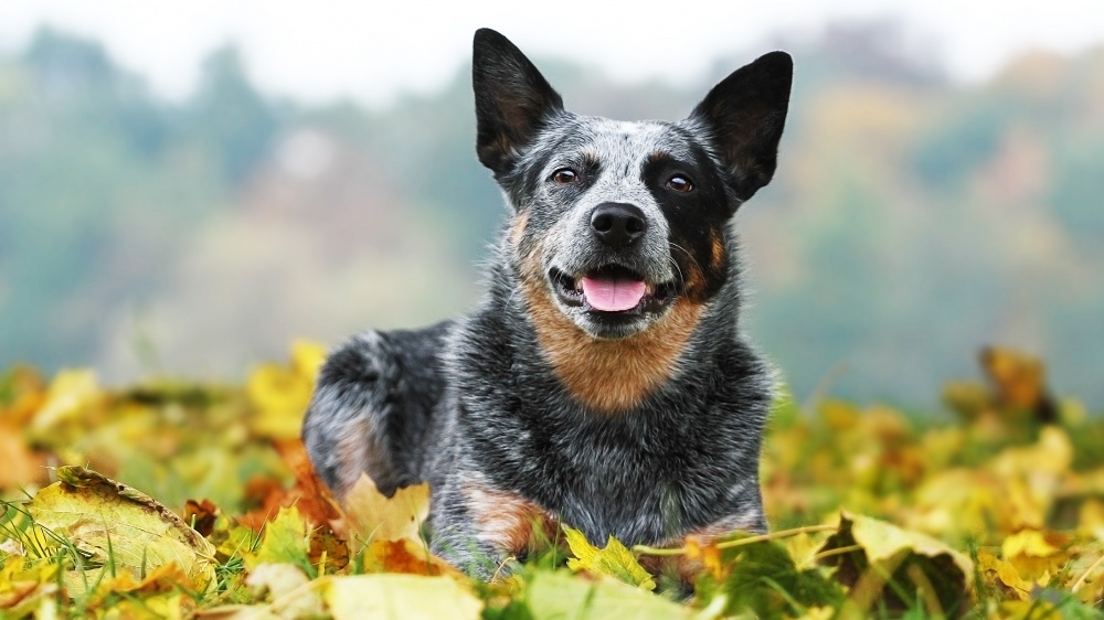 Australian Cattle Dog - Standard de race FCI 287