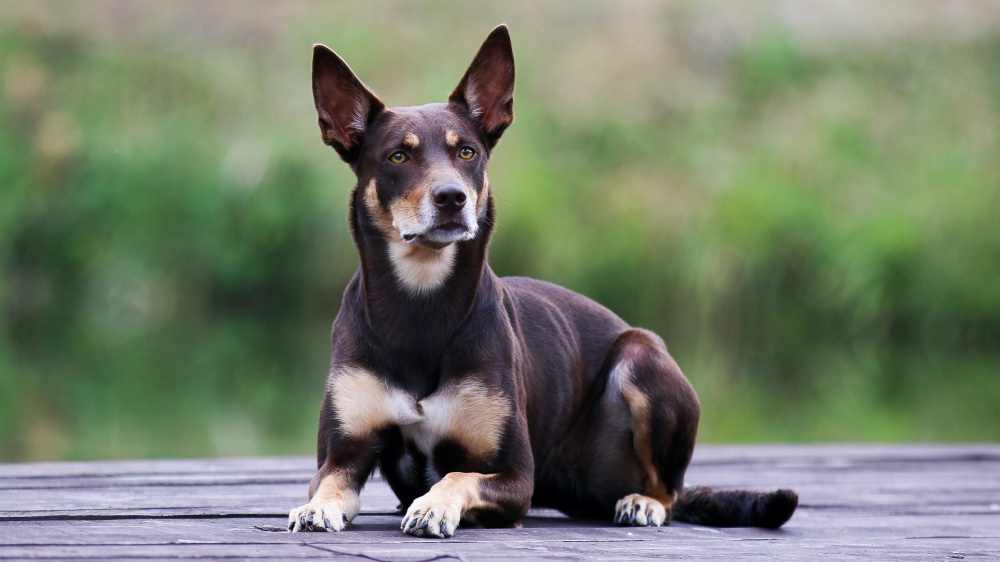 Australian Kelpie - Standard de race FCI 293