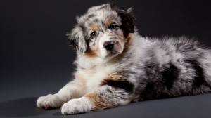 Australian Sheperd - Standard de race FCI 342