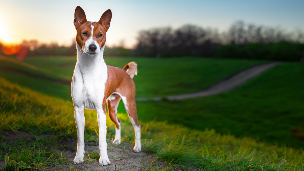 Basenji - Standard de race FCI 43