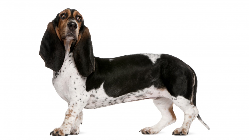 Basset Artesien Normand - Standard de race FCI 34