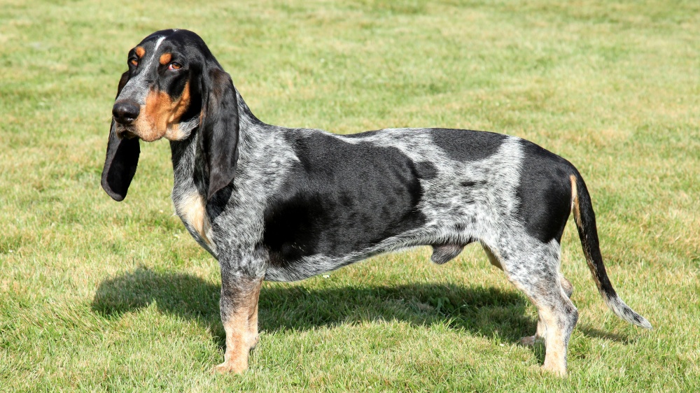 Basset Bleu De Gascogne - Standard de race FCI 35