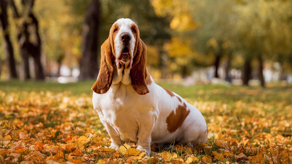 Basset Hound - Standard de race FCI 163