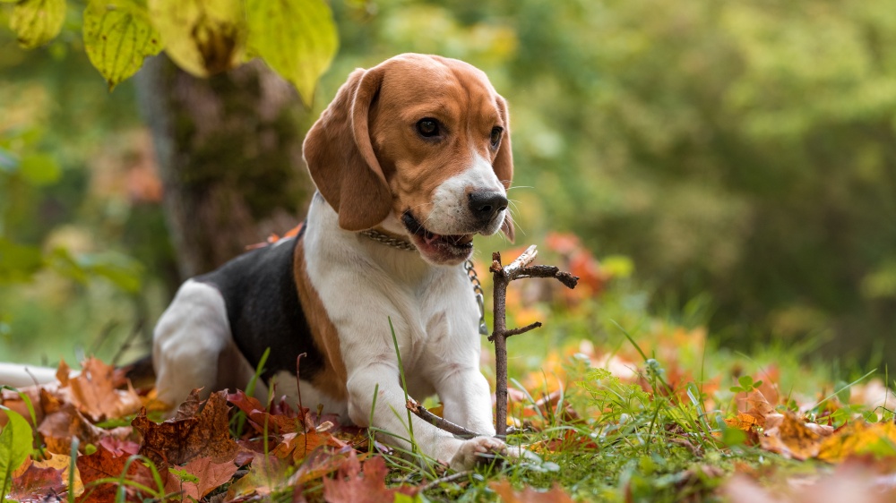 Beagle - Standard de race FCI 161