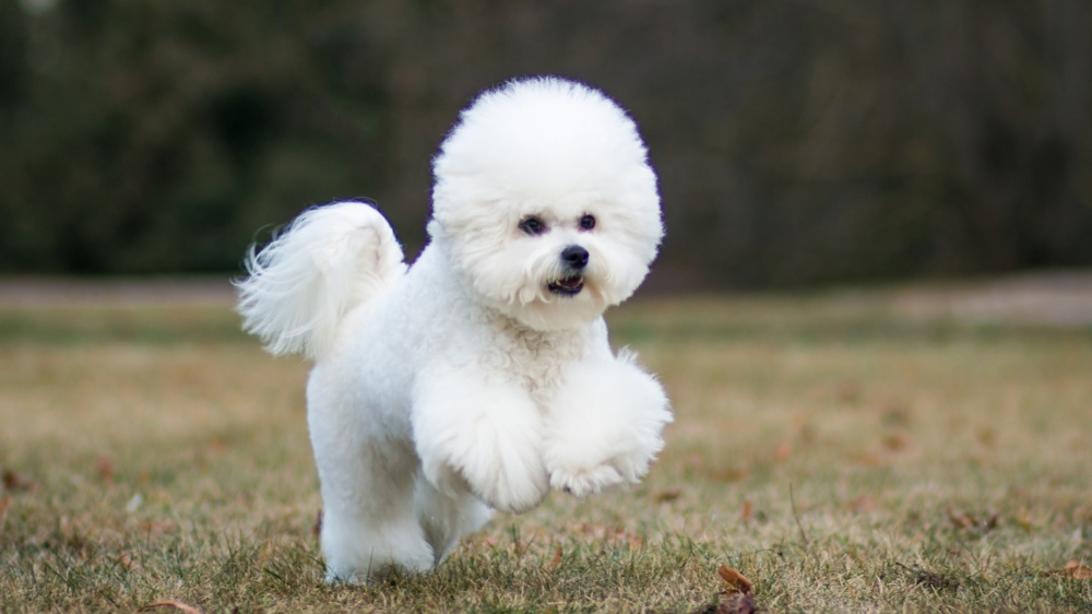 Bichon  Poil Fris - Standard de race FCI 215