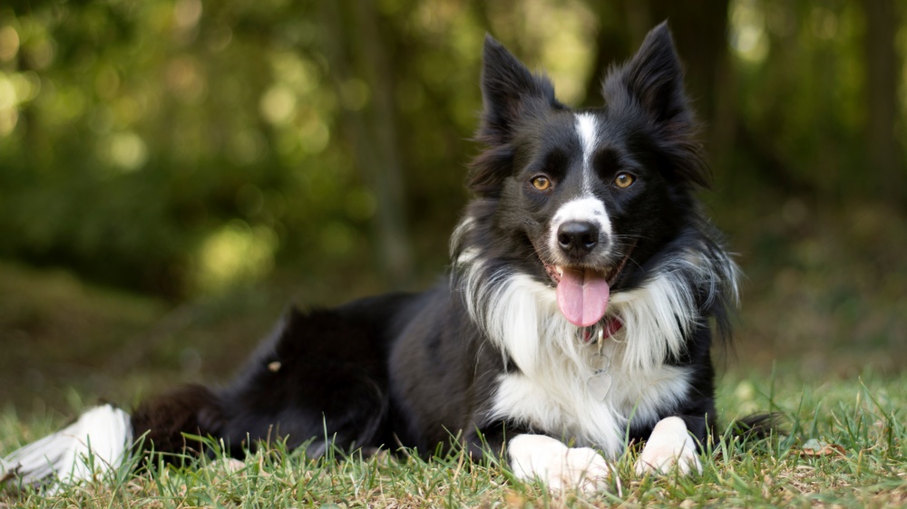 Border Collie - Standard de race FCI 297