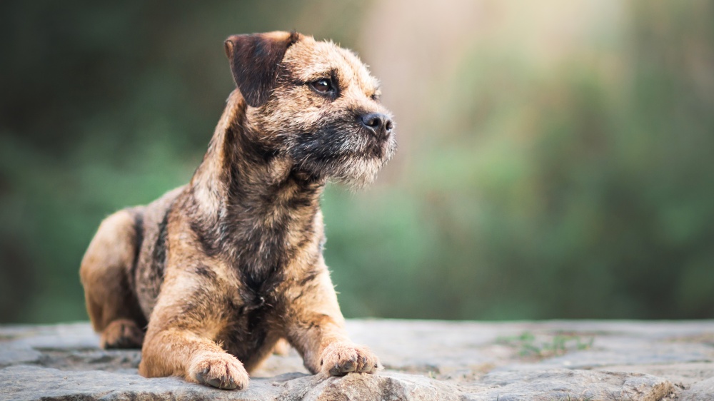 Border Terrier - Standard de race FCI 10