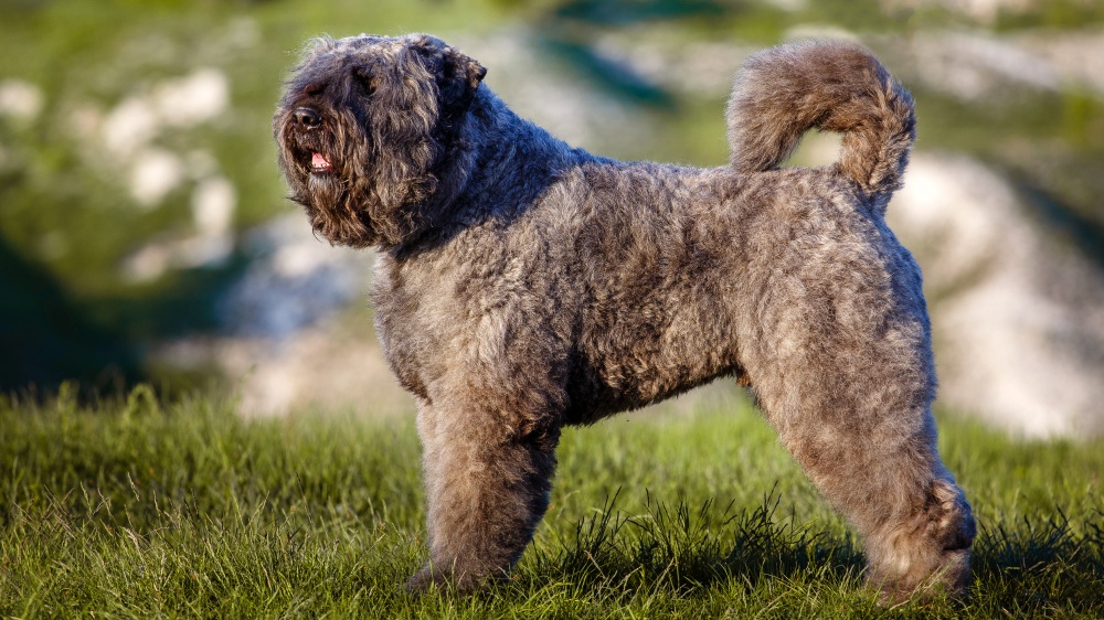 Bouvier Des Flandres - Standard de race FCI 191