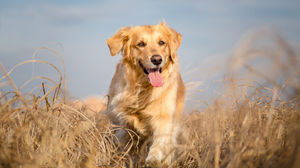 Golden Retriever - Standard de race FCI 111