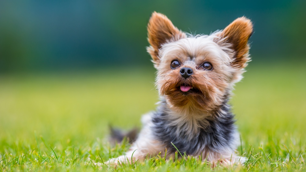 Yorkshire Terrier - Standard de race FCI 86