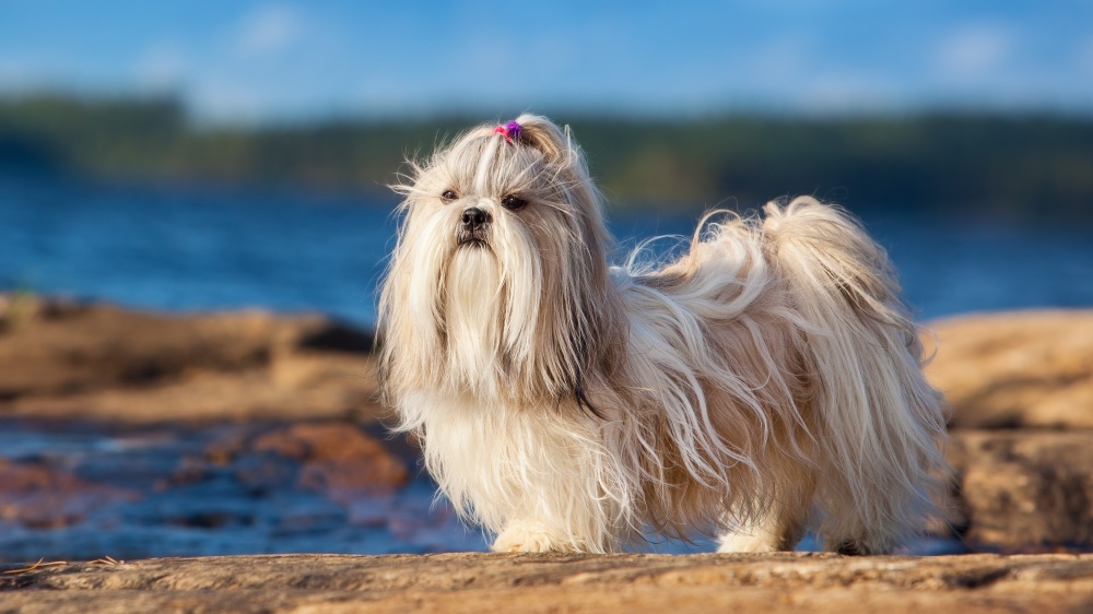 Shih Tzu - Standard de race FCI 208