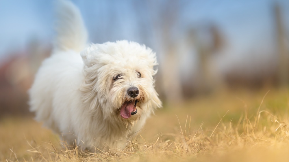 Coton De Tulear - Standard de race FCI 283