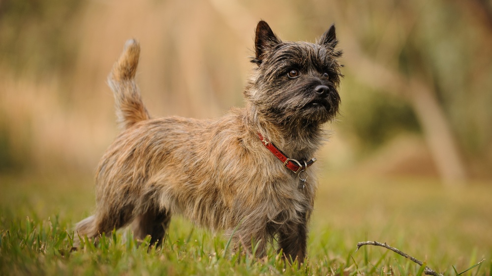 Cairn Terrier - Standard de race FCI 4