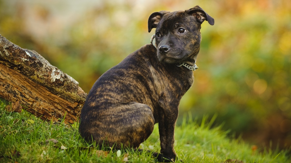 Staffordshire Bull Terrier - Standard de race FCI 76