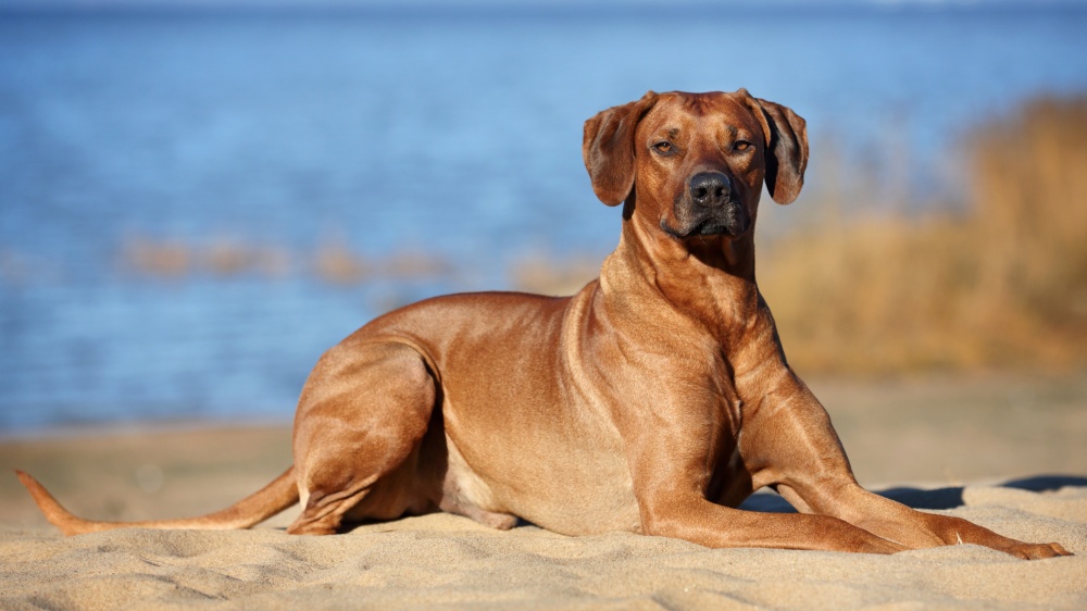 Rhodesian Ridgeback - Standard de race FCI 146