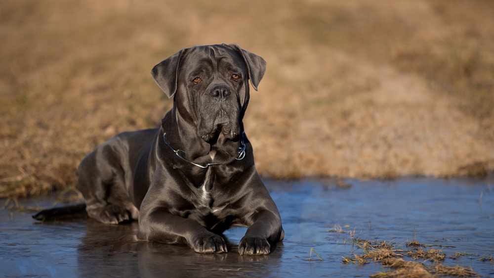 Chien De Cour Italien - Standard de race FCI 343