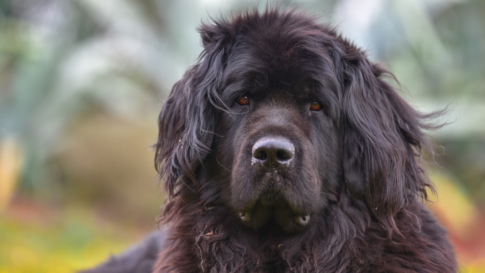 Chien De Terre-neuve - Standard de race FCI 50