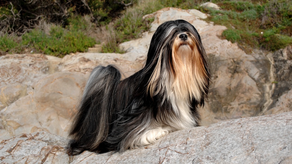 Lhassa Apso - Standard de race FCI 227