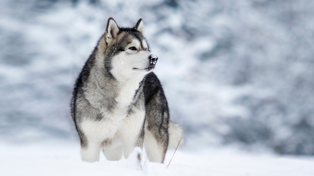 Malamute De L'alaska - Standard de race FCI 243