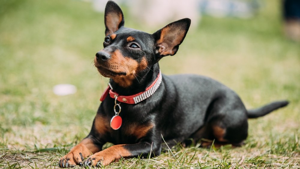 Pinscher Nain - Standard de race FCI 185