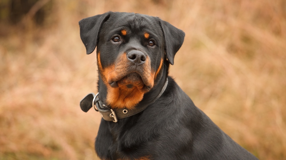 Rottweiler - Standard de race FCI 147