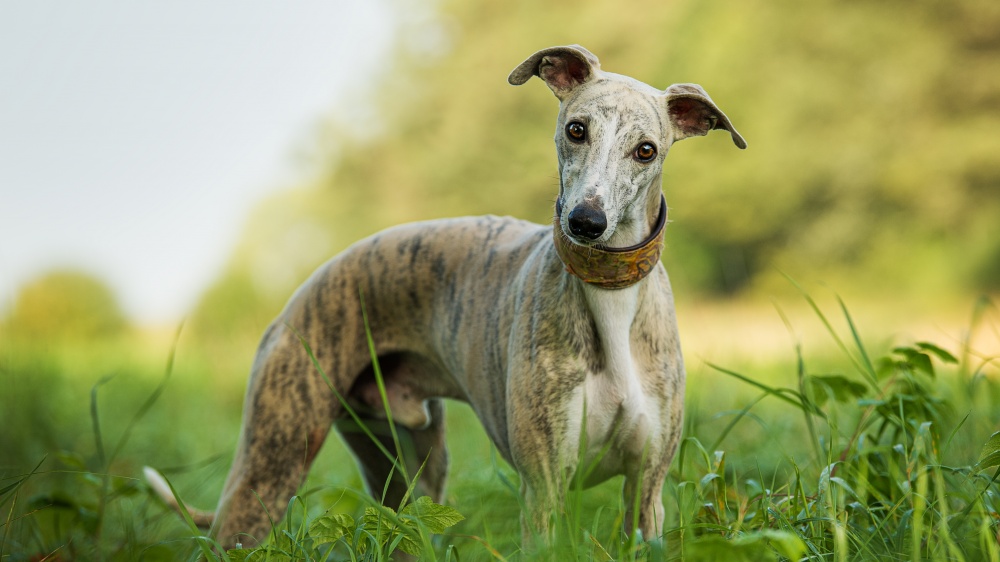 Whippet - Standard de race FCI 162