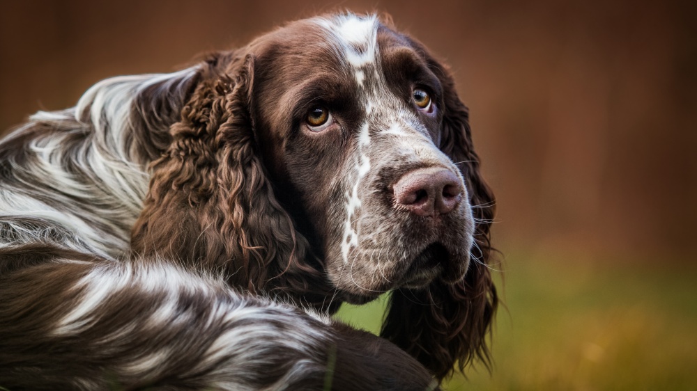 English Springer Spaniel - Standard de race FCI 125