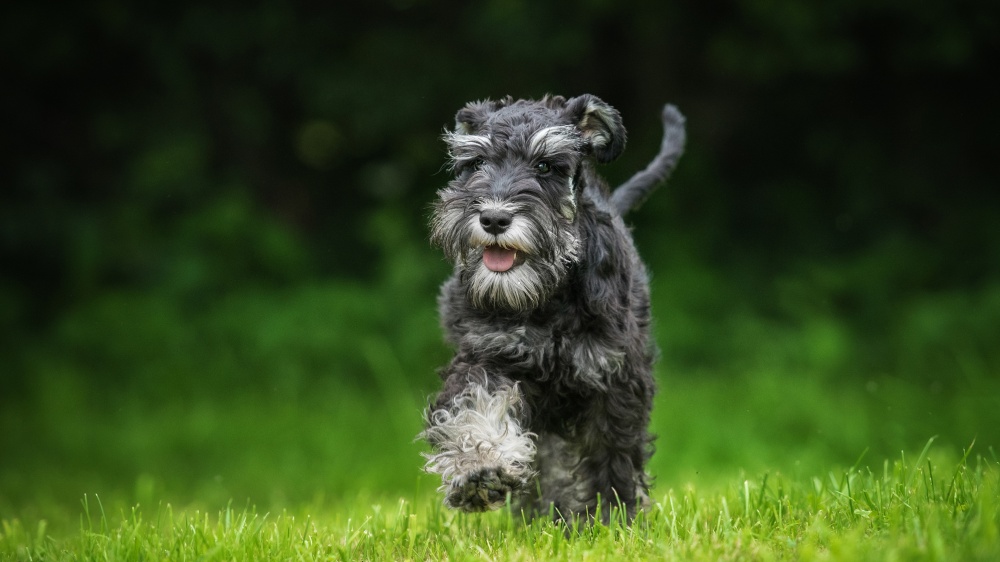 Schnauzer - Standard de race FCI 182