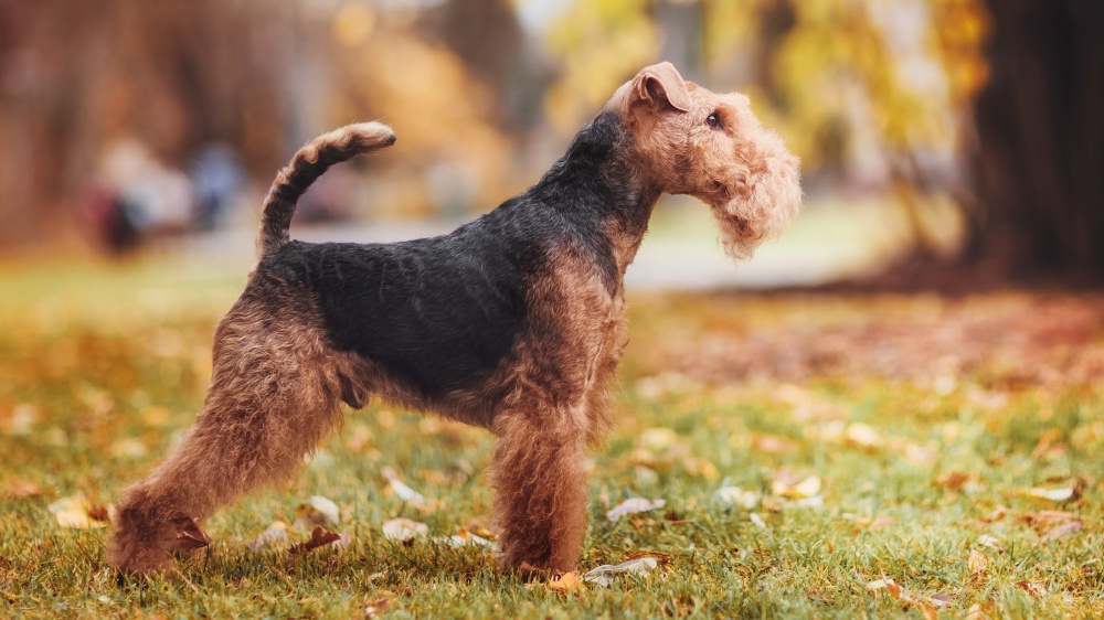 Welsh Terrier - Standard de race FCI 78