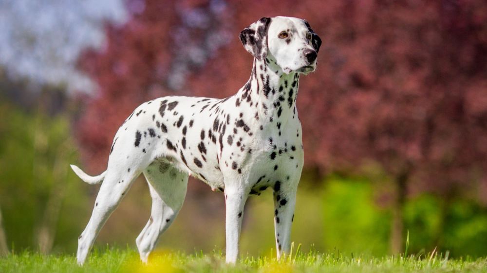 Dalmatien - Standard de race FCI 153