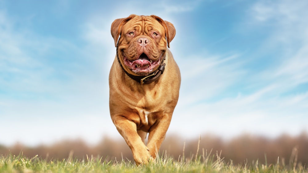 Dogue De Bordeaux - Standard de race FCI 116