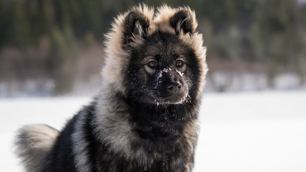 Eurasier - Standard de race FCI 291