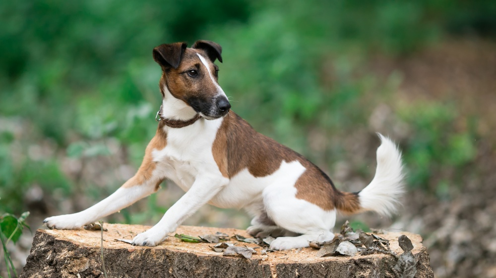 Fox Terrier  Poil Lisse - Standard de race FCI 12