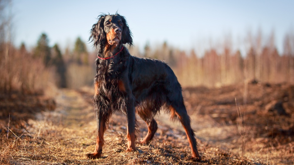 Setter Gordon - Standard de race FCI 6