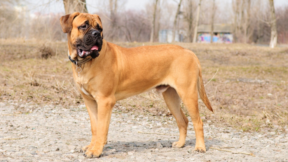 Bullmastiff - Standard de race FCI 157